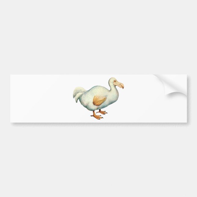 Vintage Dodo Illustration Bumper Sticker (Front)