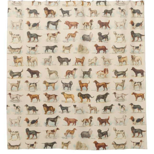 Vintage Dog Breed Drawings  Shower Curtain (Front)