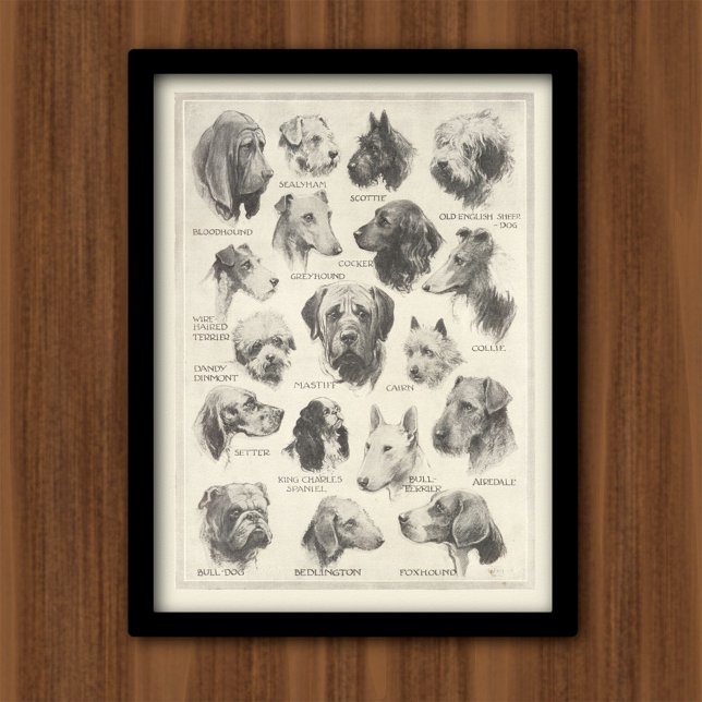 Vintage dog breeds chart (Creator Uploaded)