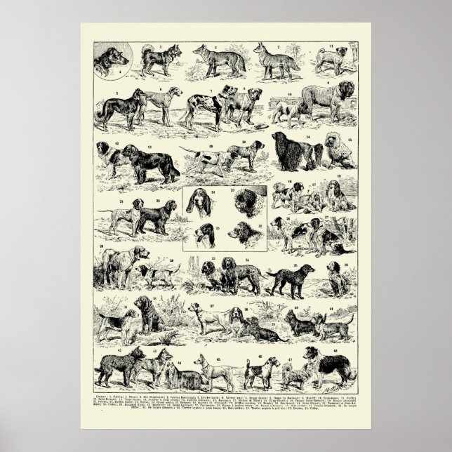 Vintage Dog Breeds Illustrations by Adolphe Millot Poster (Front)