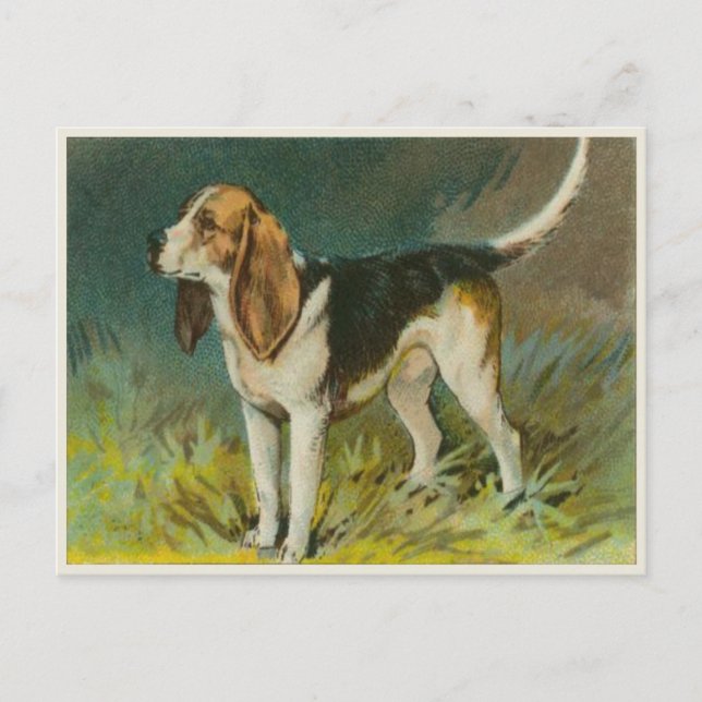 Vintage Dog Postcard With Cute Beagle (Front)