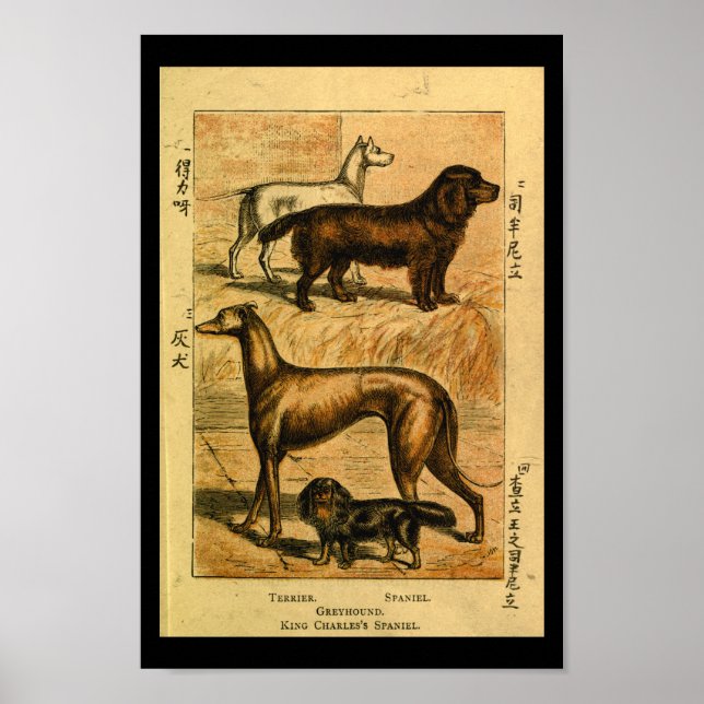 Vintage Dog Terrier Spaniel Natural History Print (Front)