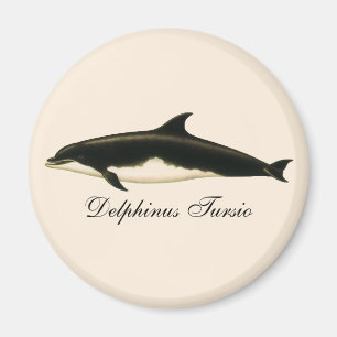 Vintage Dolphins Delphinus Tursio, Marine Mammals Magnet
