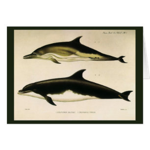Vintage Dolphins, Marine Animals and Mammals