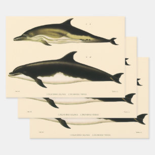 Vintage Dolphins, Marine Animals and Mammals Wrapping Paper Sheet