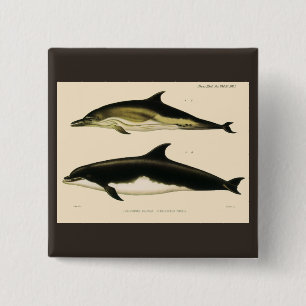 Vintage Dolphins, Marine Mammals Animals 2 Inch Square Button
