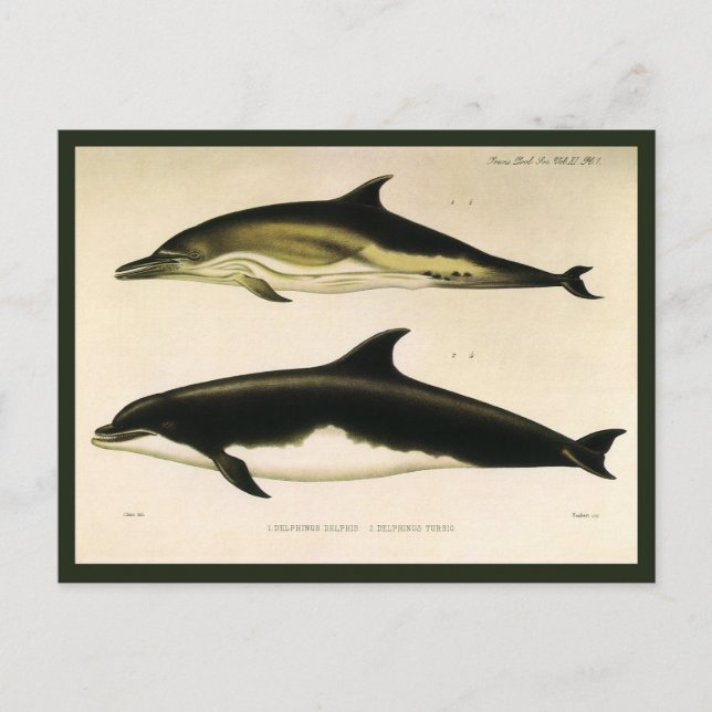 Vintage Dolphins, Marine Mammals Animals  Postcard (Front)