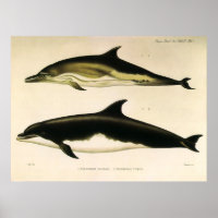 Vintage Dolphins, Marine Mammals Animals