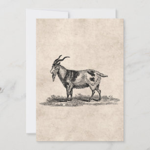 Vintage Domestic Goat Illustration - 1800's Goats