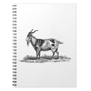 Vintage Domestic Goat Illustration - 1800's Goats Notebook
