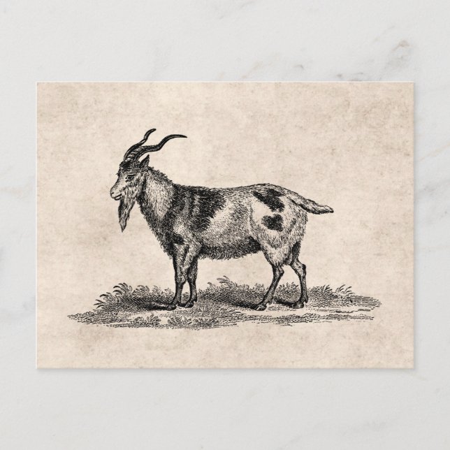 Vintage Domestic Goat Illustration - 1800's Goats Postcard (Front)