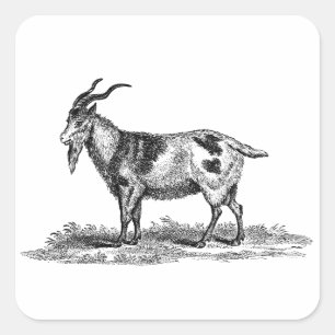 Vintage Domestic Goat Illustration - 1800's Goats Square Sticker
