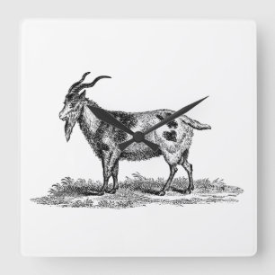 Vintage Domestic Goat Illustration - 1800's Goats Square Wall Clock