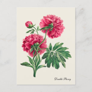 Vintage Double Peony Postcard
