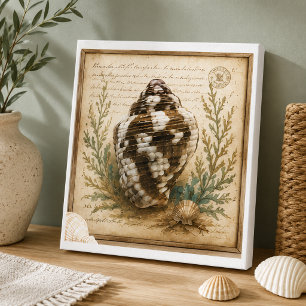 Vintage Dove Shell Botanical Illustration Coastal Canvas Print