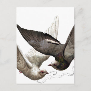 vintage doves postcard