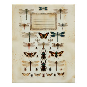 Vintage Dragonfly Beetle Taxonomy Specimen Chart