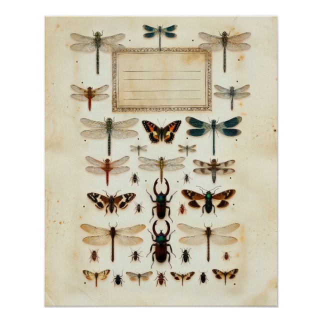 Vintage Dragonfly Beetle Taxonomy Specimen Chart (Front)