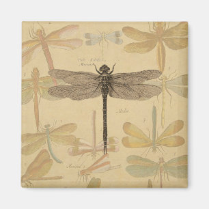 Vintage dragonfly drawing magnet