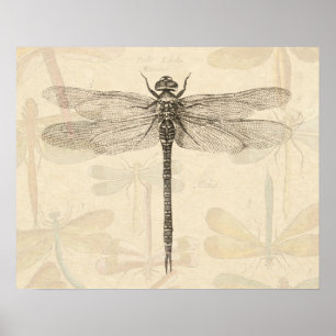Vintage dragonfly drawing poster