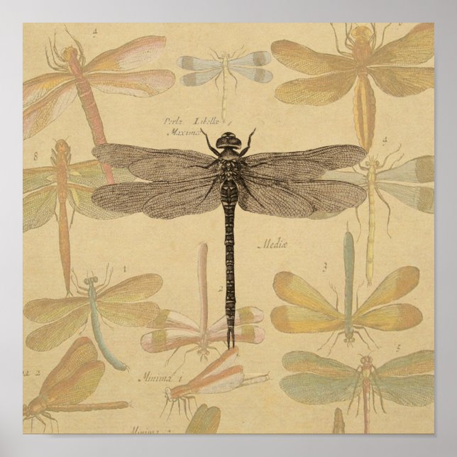 Vintage dragonfly drawing poster (Front)