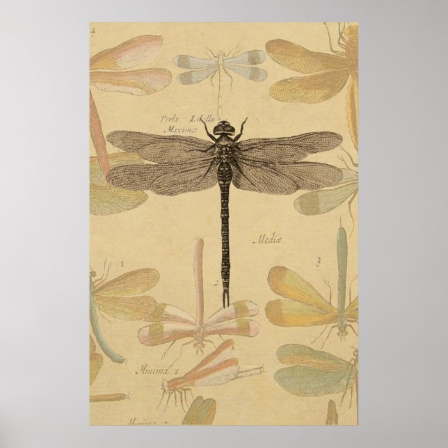 Vintage dragonfly drawing poster (Front)
