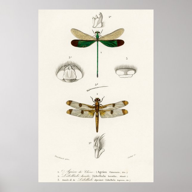 Vintage dragonfly Illustration Poster (Front)