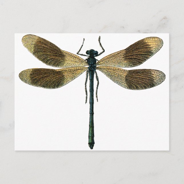 Vintage Dragonfly Postcard (Front)