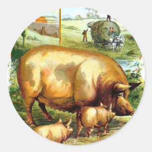Vintage Drawing: Mother Pig with Piglets Classic Round Sticker