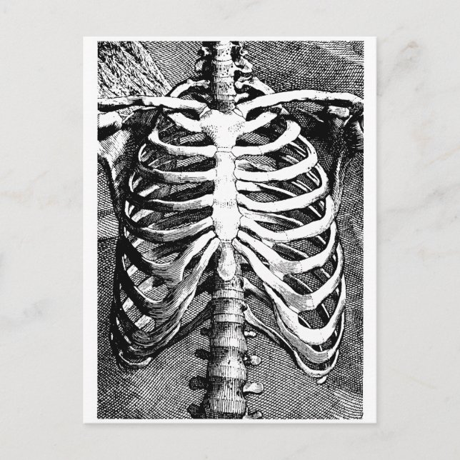 Vintage drawing of a ribcage postcard (Front)
