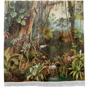 Vintage drawing of tropical forest plants from the