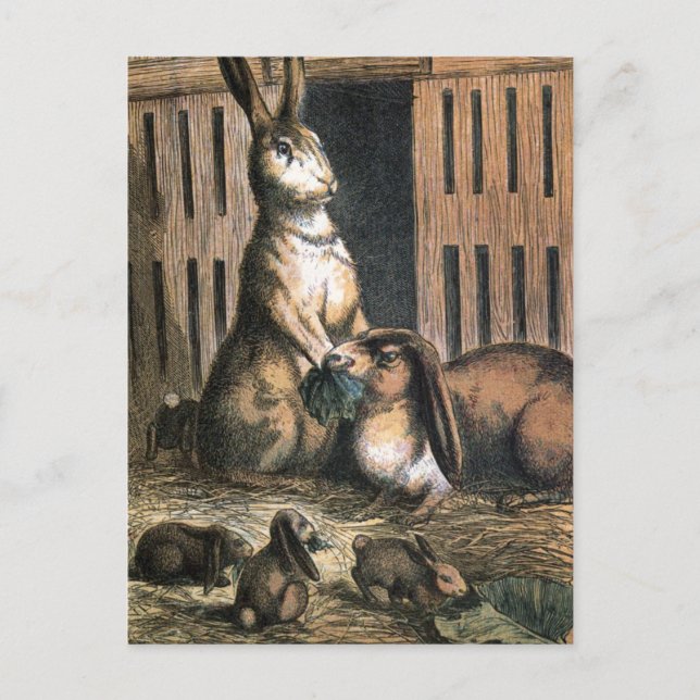 Vintage Drawing: Proud Bunny Parents Postcard (Front)