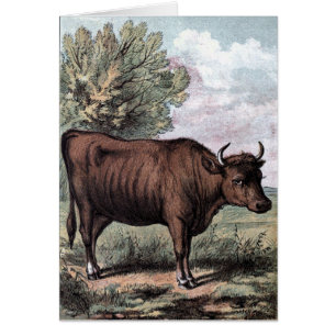 Vintage Drawing: Red Heifer