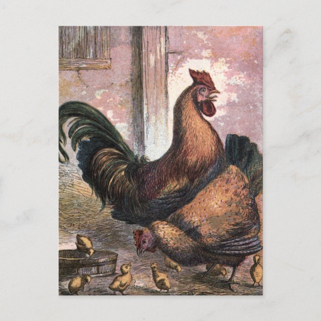 Vintage Drawing: Rooster and Hen Postcard (Front)