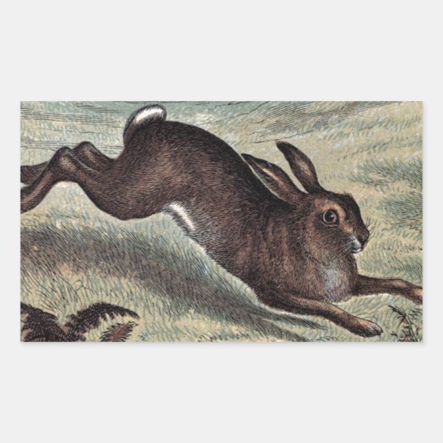 Vintage Drawing: Running Hare in a Field Sticker (Front)