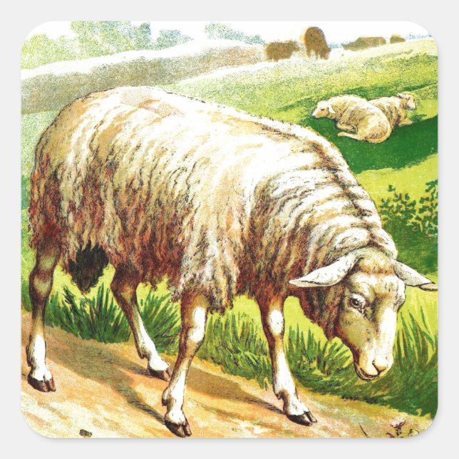 Vintage Drawing: The Sheep Square Sticker (Front)