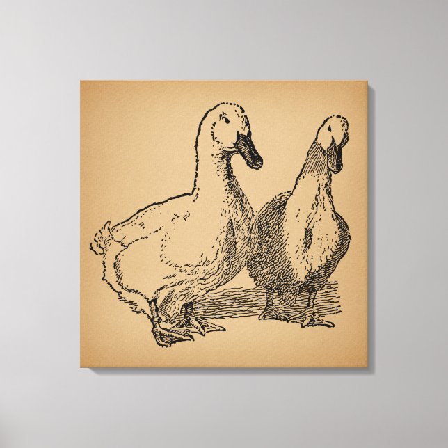 Vintage Duck Art Two Ducks Illustration Canvas Print (Front)