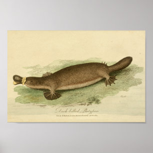 Vintage Duck Billed Platypus Natural History Print