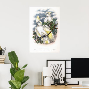 Vintage Ducorps’s Cockatoo by John Gould Poster