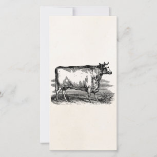 Vintage Durham Cow Bull Personalized Illustration