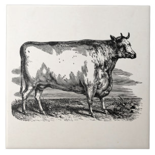 Vintage Durham Cow Bull Personalized Illustration Tile
