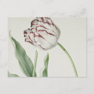 Vintage Dutch Art:  White and Red Tulip Postcard