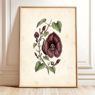 Vintage Dutchman's Pipe Gallery Wall Art Print