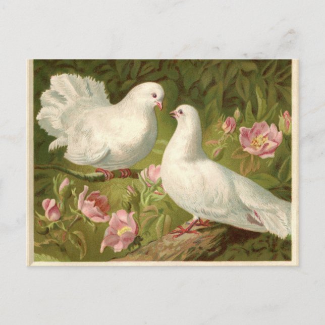 Vintage Easter White Doves Holiday Postcard (Front)