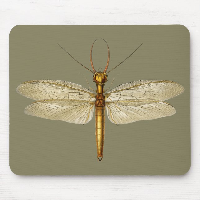 Vintage Eastern dobsonfly Dragonfly illustration Mouse Pad (Front)