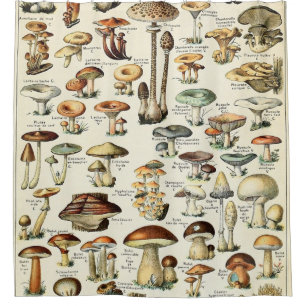 Vintage Edible Mushroom Chart