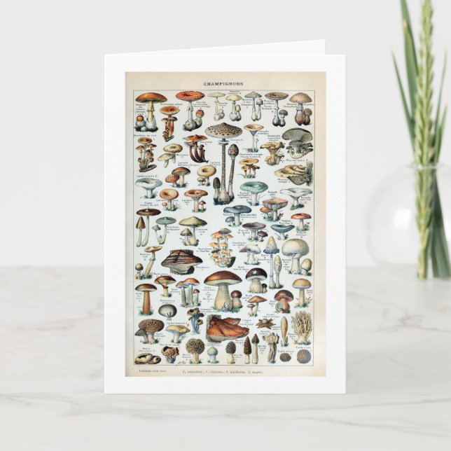 Vintage Edible Mushroom Chart Card (Front)
