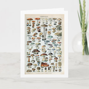 Vintage Edible Mushroom Chart Card