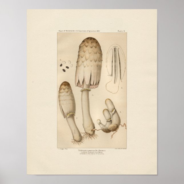 Vintage Edible Mushroom Print (Front)