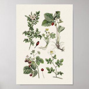 Vintage educational poster